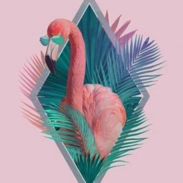  Pink Flamingo Tour&Transfer