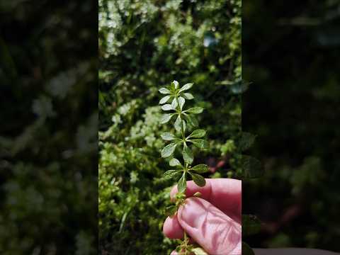 This “Sticky Weed” Could Change Your Life! The Secret Power of Cleavers! 🌱 #Cleavers #Foraging